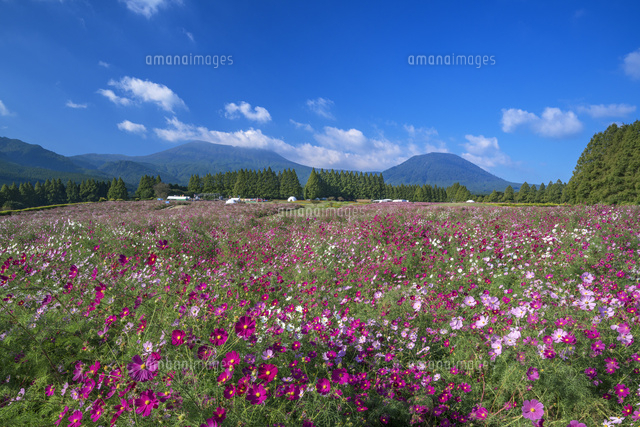 コスモス咲く生駒高原
(c)YOSHITSUGU NISHIGAKI/SEBUN PHOTO