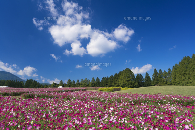 コスモス咲く生駒高原
(c)YOSHITSUGU NISHIGAKI/SEBUN PHOTO