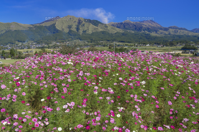 コスモスと阿蘇山
(c)YOSHITSUGU NISHIGAKI/SEBUN PHOTO