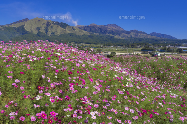 コスモスと阿蘇山
(c)YOSHITSUGU NISHIGAKI/SEBUN PHOTO