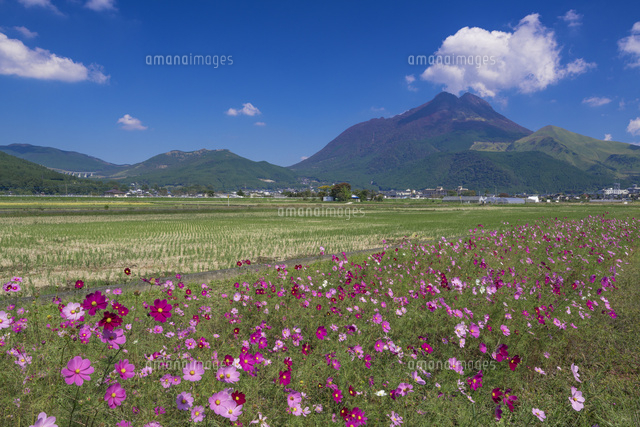 コスモスと由布岳
(c)YOSHITSUGU NISHIGAKI/SEBUN PHOTO