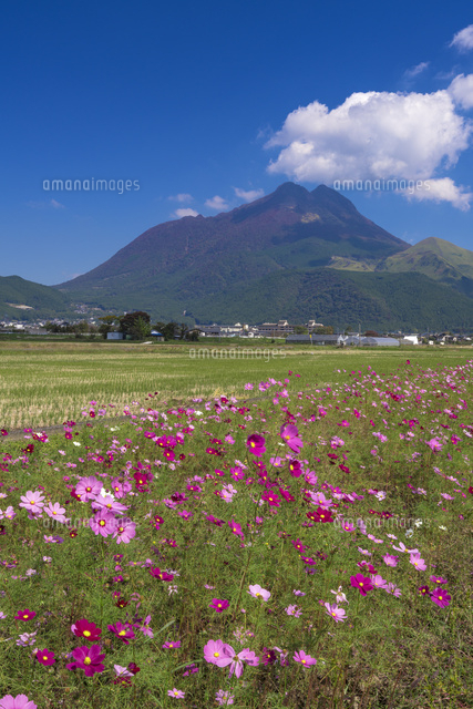 コスモスと由布岳
(c)YOSHITSUGU NISHIGAKI/SEBUN PHOTO