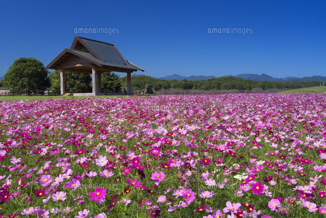 コスモス咲く西都原古墳
(c)YOSHITSUGU NISHIGAKI/SEBUN PHOTO