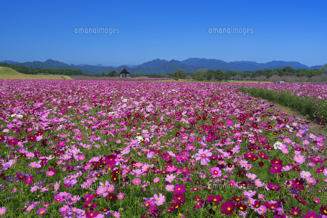 コスモス咲く西都原古墳
(c)YOSHITSUGU NISHIGAKI/SEBUN PHOTO