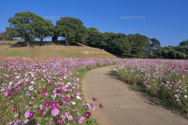 コスモス咲く展海峰
(c)YOSHITSUGU NISHIGAKI/SEBUN PHOTO