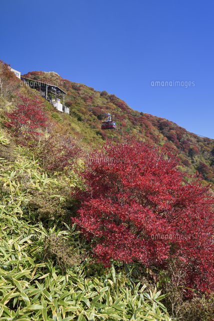 紅葉と雲仙ロープウェイ
(c)YOSHITSUGU NISHIGAKI/SEBUN PHOTO