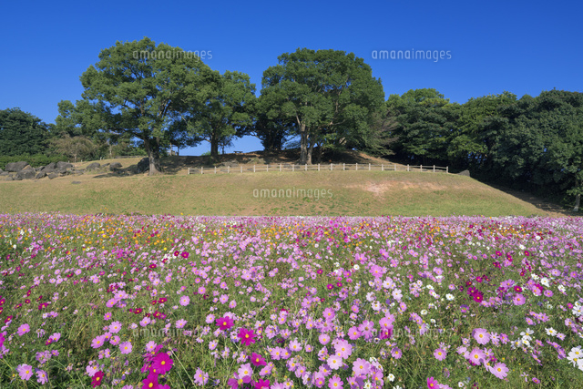 コスモス咲く展海峰
(c)YOSHITSUGU NISHIGAKI/SEBUN PHOTO