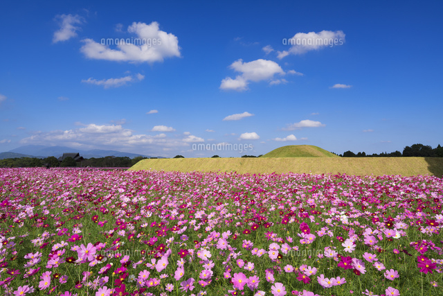 コスモス咲く西都原古墳
(c)YOSHITSUGU NISHIGAKI/SEBUN PHOTO