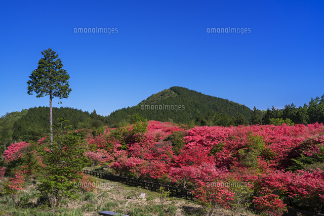 オンツツジ咲く船窪ツツジ公園
(c)YOSHITSUGU NISHIGAKI/SEBUN PHOTO