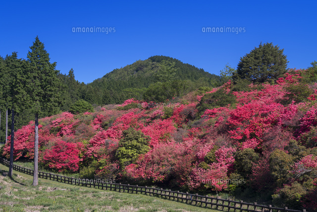 オンツツジ咲く船窪ツツジ公園
(c)YOSHITSUGU NISHIGAKI/SEBUN PHOTO