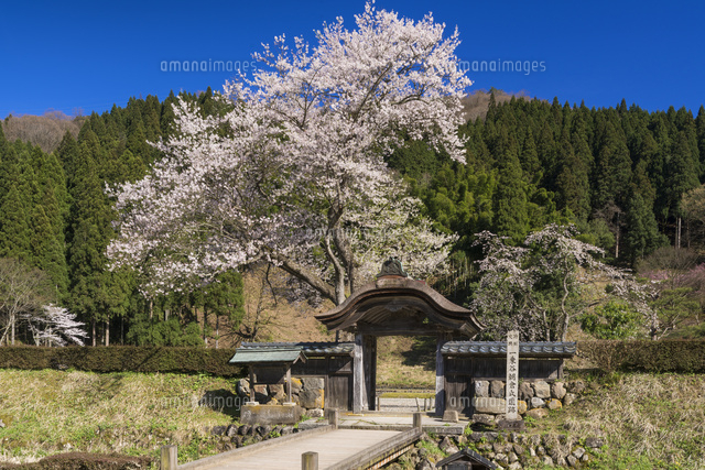 桜咲く一乗谷朝倉氏遺跡
(c)YOSHITSUGU NISHIGAKI/SEBUN PHOTO