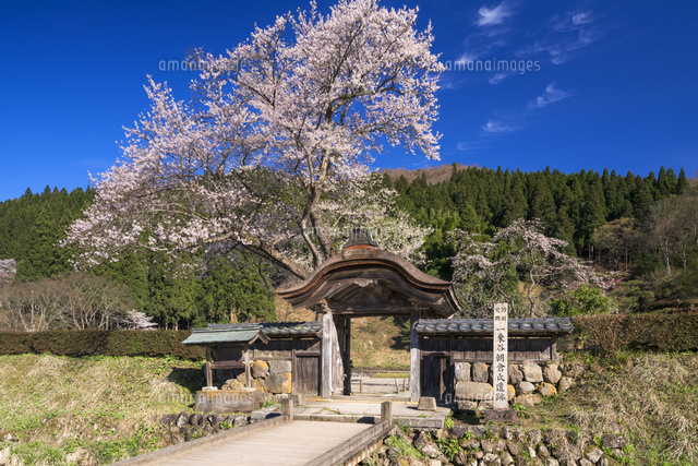 桜咲く一乗谷朝倉氏遺跡
(c)YOSHITSUGU NISHIGAKI/SEBUN PHOTO
