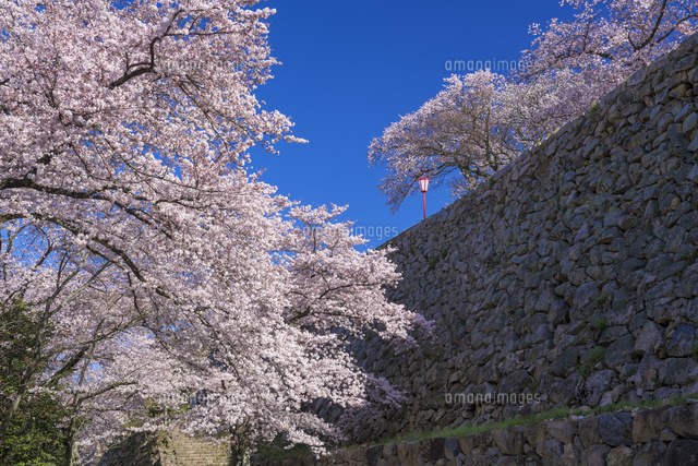 桜咲く鳥取城跡
(c)YOSHITSUGU NISHIGAKI/SEBUN PHOTO