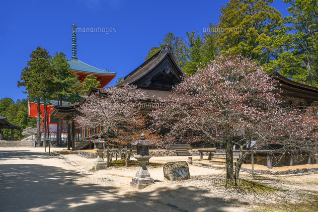 桜咲く金剛峯寺
(c)YOSHITSUGU NISHIGAKI/SEBUN PHOTO