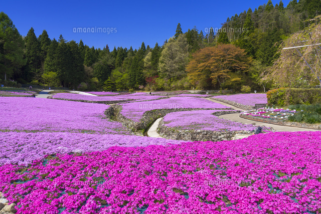花のじゅうたん
(c)YOSHITSUGU NISHIGAKI/SEBUN PHOTO