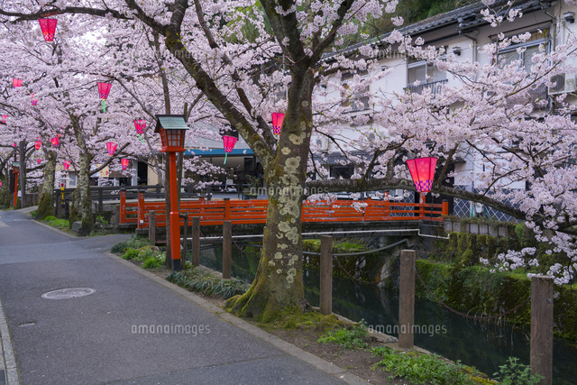 桜咲く城崎温泉
(c)YOSHITSUGU NISHIGAKI/SEBUN PHOTO