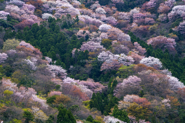 神子の山桜
(c)YOSHITSUGU NISHIGAKI/SEBUN PHOTO