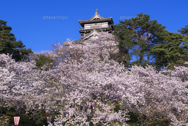 桜と丸岡城
(c)YOSHITSUGU NISHIGAKI/SEBUN PHOTO
