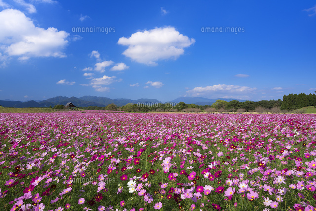 コスモス咲く西都原古墳
(c)YOSHITSUGU NISHIGAKI/SEBUN PHOTO