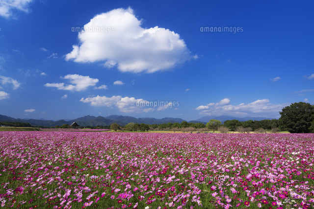 コスモス咲く西都原古墳
(c)YOSHITSUGU NISHIGAKI/SEBUN PHOTO