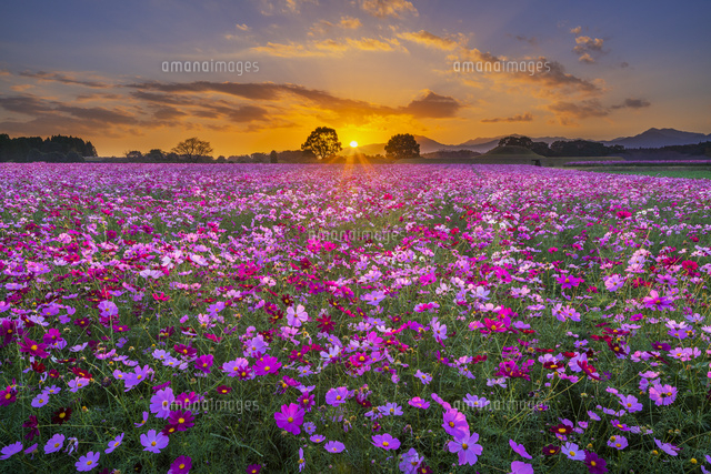コスモス咲く西都原古墳と夕日
(c)YOSHITSUGU NISHIGAKI/SEBUN PHOTO