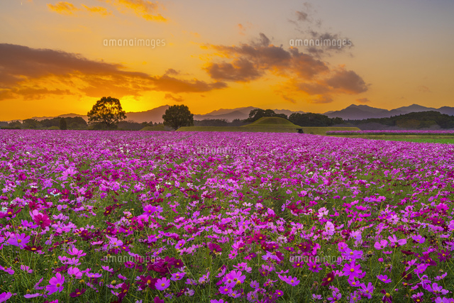 コスモス咲く西都原古墳と夕日
(c)YOSHITSUGU NISHIGAKI/SEBUN PHOTO