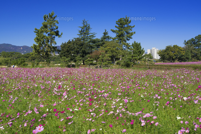 武庫川コスモス園
(c)YOSHITSUGU NISHIGAKI/SEBUN PHOTO