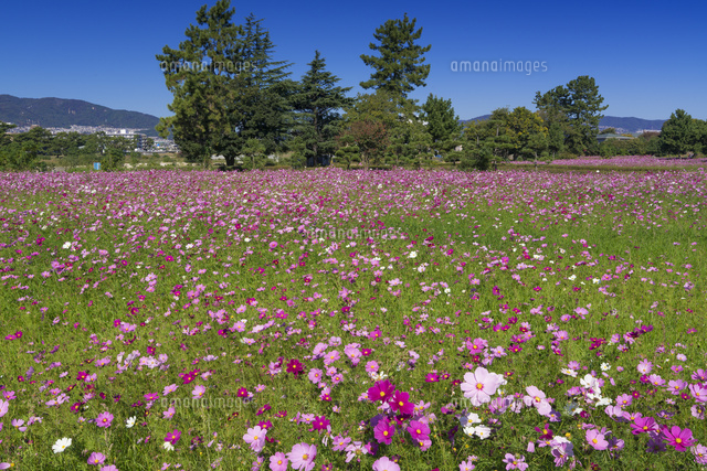 武庫川コスモス園
(c)YOSHITSUGU NISHIGAKI/SEBUN PHOTO