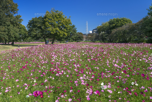 武庫川コスモス園
(c)YOSHITSUGU NISHIGAKI/SEBUN PHOTO