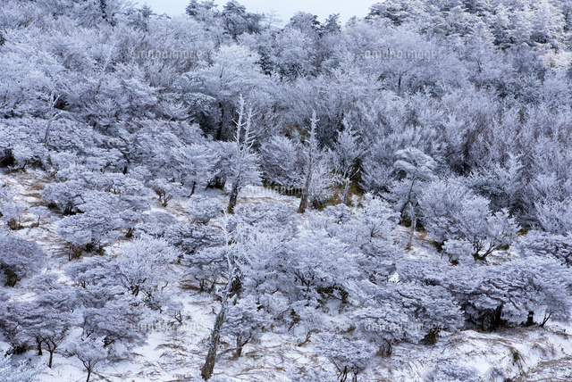 仁田峠の霧氷
(c)YOSHITSUGU NISHIGAKI/SEBUN PHOTO