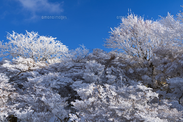 仁田峠の霧氷
(c)YOSHITSUGU NISHIGAKI/SEBUN PHOTO