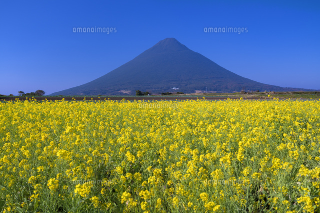 菜の花と開聞岳
(c)YOSHITSUGU NISHIGAKI/SEBUN PHOTO