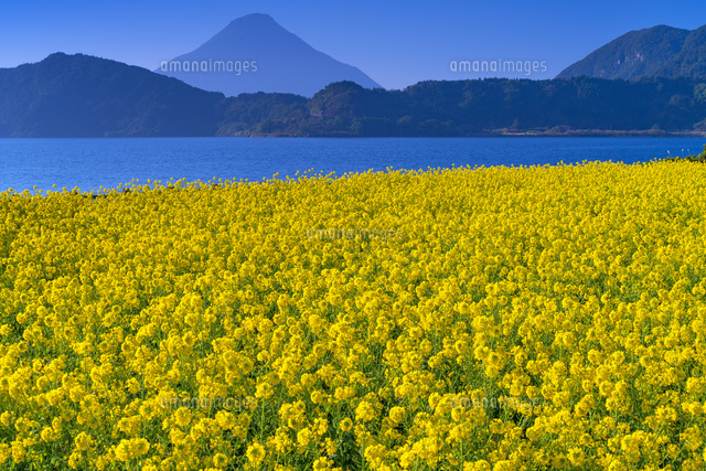 菜の花咲く池田湖と開聞岳
(c)YOSHITSUGU NISHIGAKI/SEBUN PHOTO