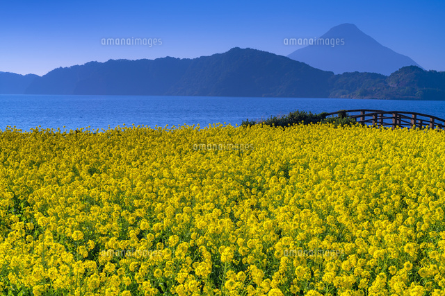 菜の花咲く池田湖と開聞岳
(c)YOSHITSUGU NISHIGAKI/SEBUN PHOTO