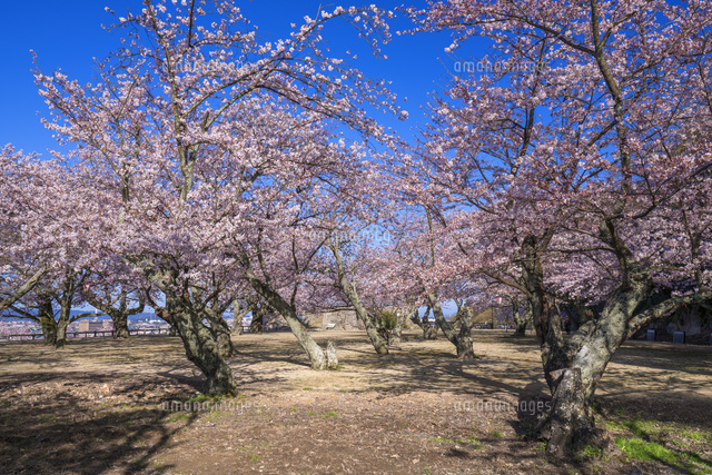 桜咲く鳥取城跡
(c)YOSHITSUGU NISHIGAKI/SEBUN PHOTO