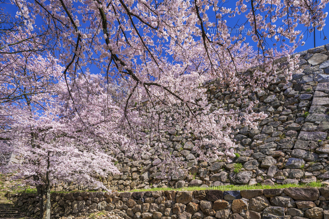 桜咲く鳥取城跡
(c)YOSHITSUGU NISHIGAKI/SEBUN PHOTO