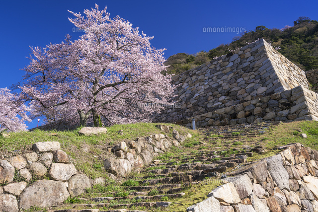 桜咲く鳥取城跡
(c)YOSHITSUGU NISHIGAKI/SEBUN PHOTO