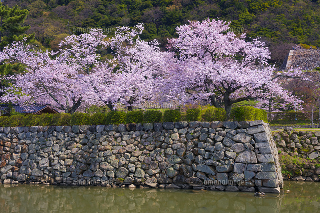 桜咲く鳥取城跡
(c)YOSHITSUGU NISHIGAKI/SEBUN PHOTO