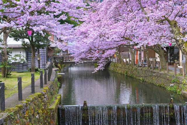 桜咲く城崎温泉
(c)YOSHITSUGU NISHIGAKI/SEBUN PHOTO
