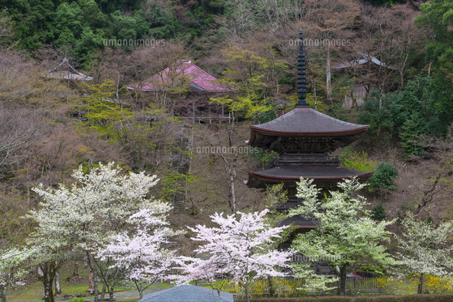 桜と金剛院三重塔
(c)YOSHITSUGU NISHIGAKI/SEBUN PHOTO