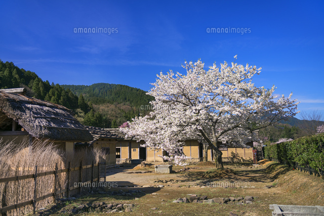 桜咲く一乗谷朝倉氏遺跡
(c)YOSHITSUGU NISHIGAKI/SEBUN PHOTO