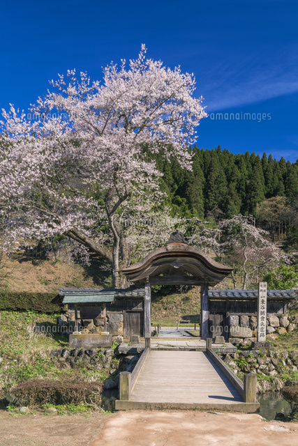 桜咲く一乗谷朝倉氏遺跡
(c)YOSHITSUGU NISHIGAKI/SEBUN PHOTO