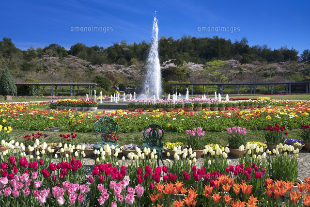 チューリップ畑と噴水
(c)YOSHITSUGU NISHIGAKI/SEBUN PHOTO