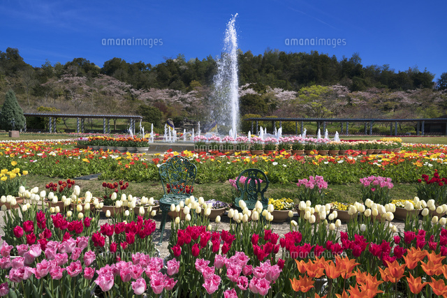 チューリップ畑と噴水
(c)YOSHITSUGU NISHIGAKI/SEBUN PHOTO
