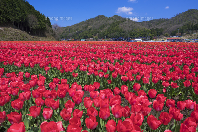 但東チューリップ畑
(c)YOSHITSUGU NISHIGAKI/SEBUN PHOTO
