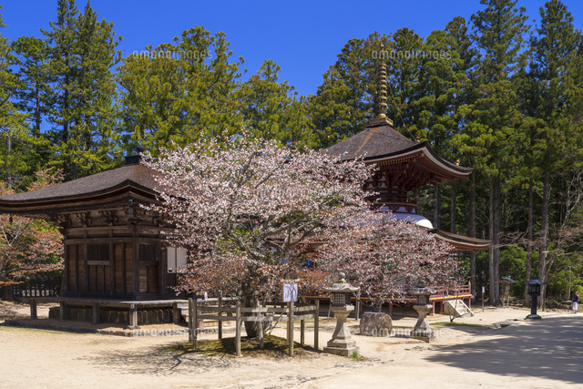 桜咲く金剛峯寺
(c)YOSHITSUGU NISHIGAKI/SEBUN PHOTO