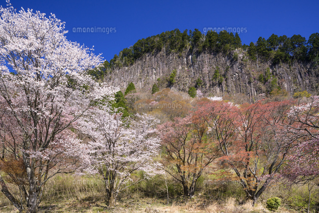 桜と屏風岩
(c)YOSHITSUGU NISHIGAKI/SEBUN PHOTO