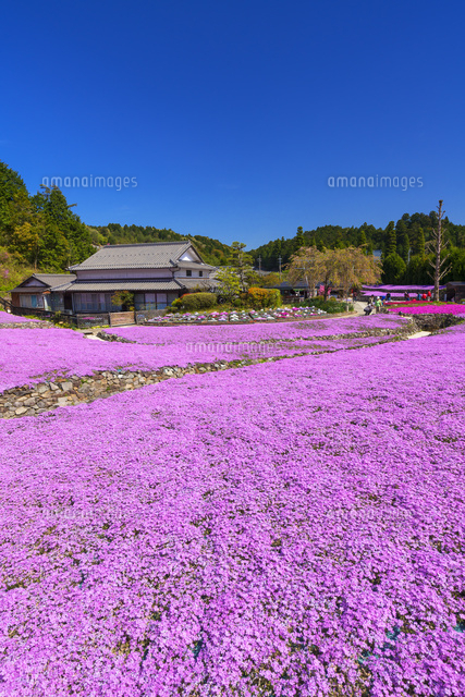 花のじゅうたん
(c)YOSHITSUGU NISHIGAKI/SEBUN PHOTO