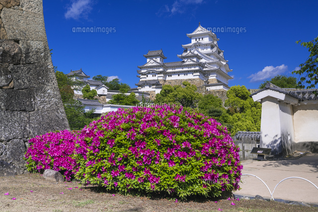 ツツジと姫路城
(c)YOSHITSUGU NISHIGAKI/SEBUN PHOTO