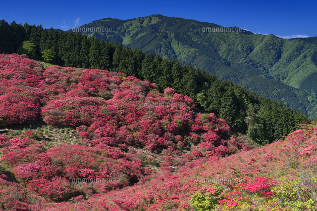 ツツジ咲く葛城山より金剛山
(c)YOSHITSUGU NISHIGAKI/SEBUN PHOTO
